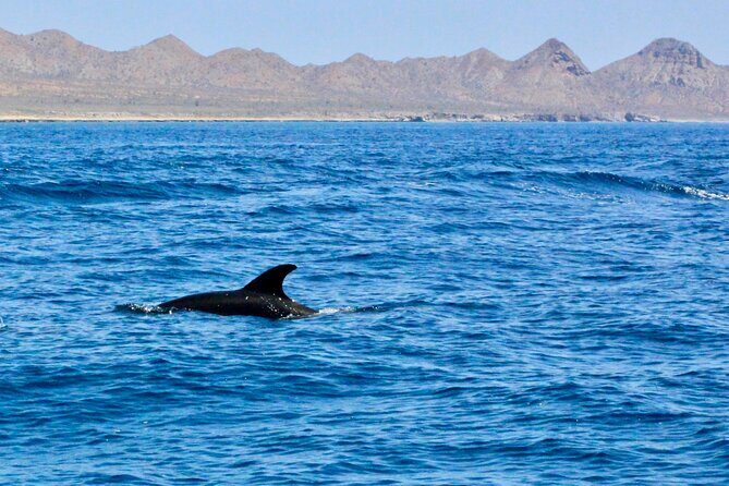 Danzante Island and Snorkel Tour from Villas del Palmar Hotel - Authentic Encounters and Guest Feedback
