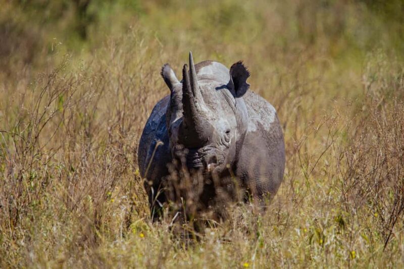 Dar es Salaam: 2-Day Mikumi National Park Camping Safari - The Value of This Safari