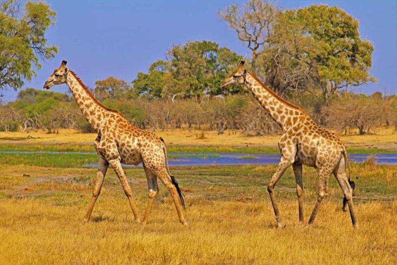 Dar es Salaam: 2-Day Mikumi National Park Camping Safari - Practicalities and Considerations
