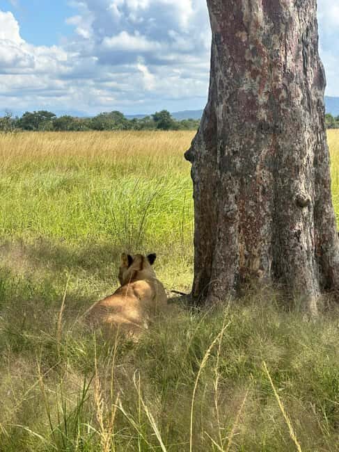 Dar es Salaam: 2-Day Mikumi Park Safari Tour by Luxury Train - Introduction to the Mikumi 2-Day Safari Experience