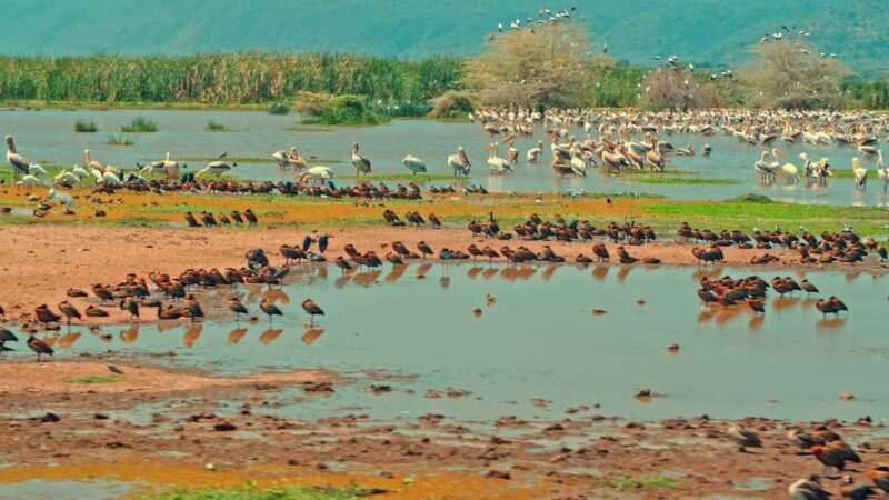 Dar es Salaam: 2-Day Saadani National Park Safari - Introduction: A Compact Tanzanian Wildlife Escape