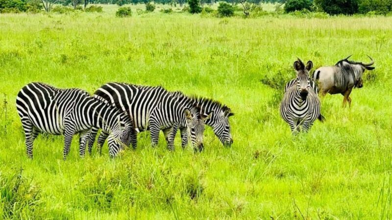 Dar es salaam: 2-Days mikumi national park safari by Train - Key Points