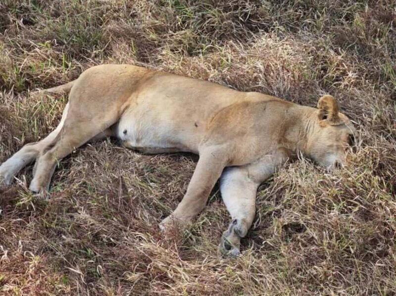 Dar es salaam: 2-Days mikumi national park safari by Train - An Honest Look at the 2-Day Mikumi Safari