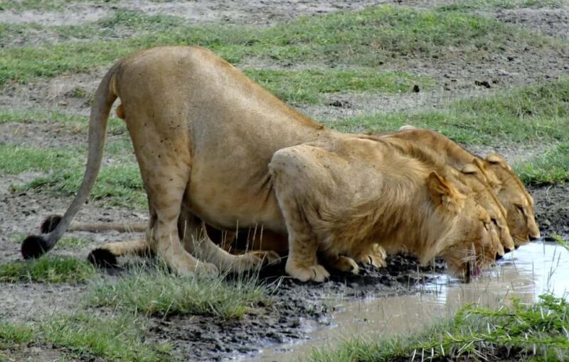 Dar es salaam: 2-Days mikumi national park safari by Train - Practical Tips for Your Safari