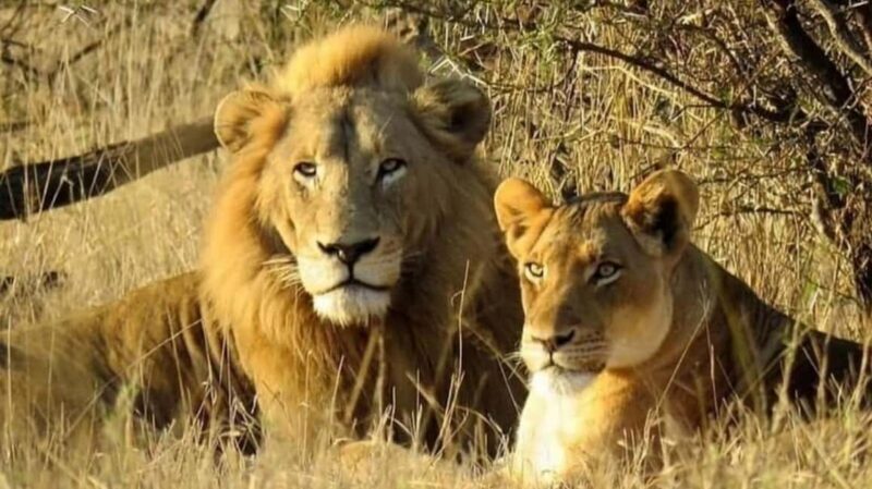 Dar es salaam: 2-Days mikumi national park safari by Train - Authenticity and Experience