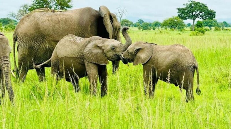 Dar es salaam: 2-Days mikumi national park safari by Train - Final Thoughts