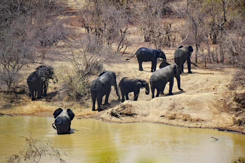 Dar es Salaam: 3-Day Maasai and Mikumi National Park Safari - A Detailed Look at the Experience