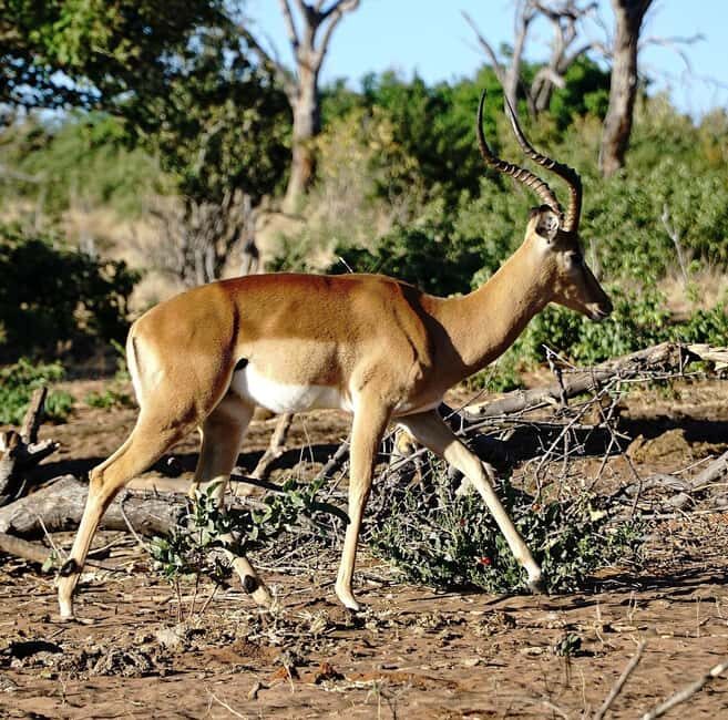 Dar es Salaam: 3-Day Maasai and Mikumi National Park Safari - Authentic Encounters and Practical Tips