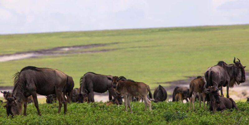 Dar es Salaam: 3-Day Maasai and Mikumi National Park Safari - Frequently Asked Questions