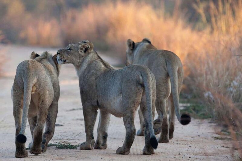 Dar es Salaam: 3-Day Mikumi National Park Safari with Meals - Authentic Experiences and Practical Tips