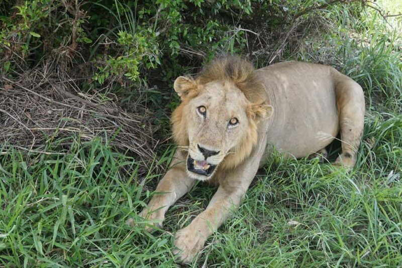 Dar es Salaam: 3-Day Mikumi National Park Safari with Meals - FAQs