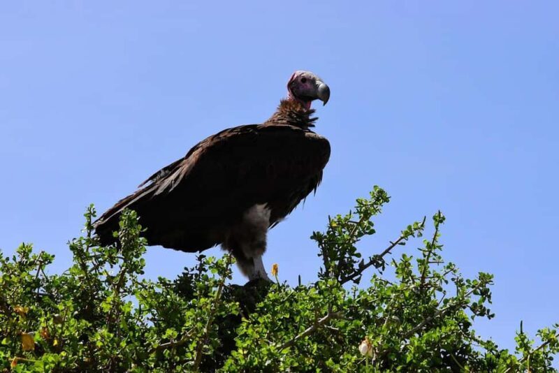 Dar es Salaam: 3-day tour,Mikumi NP, Maasai and Chizua Falls - Key Points