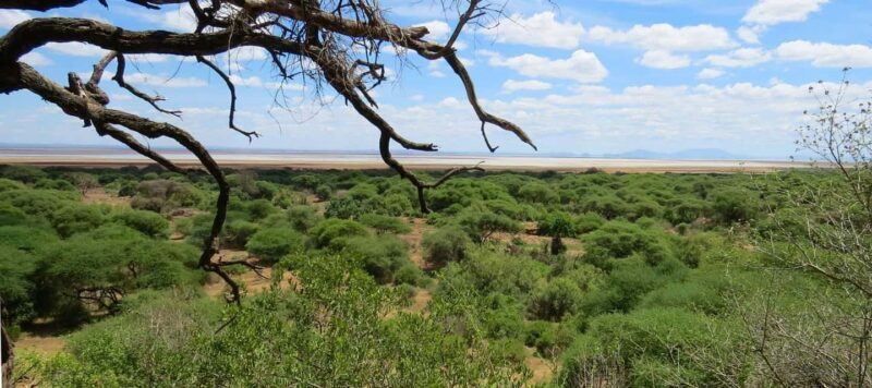 Dar es Salaam: 5-Day Mikumi & Nyerere National Park Safari - Starting Point and Overall Experience