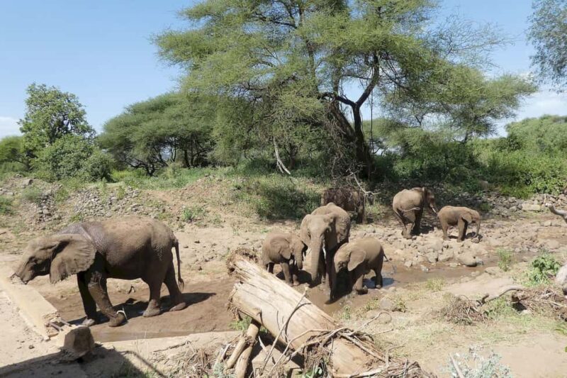 Dar es Salaam: 5-Day Mikumi & Nyerere National Park Safari - Accommodations and Meals
