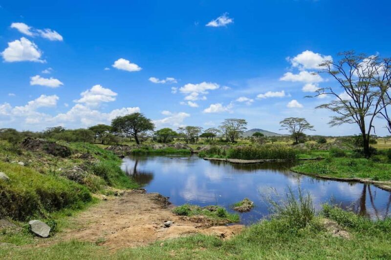 Dar es Salaam: 5-Day Mikumi & Nyerere National Park Safari - Transportation and Guide Service