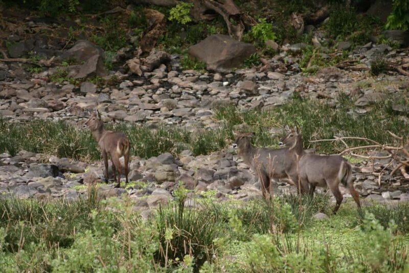 Dar es Salaam: 5-Day Mikumi & Nyerere National Park Safari - FAQ