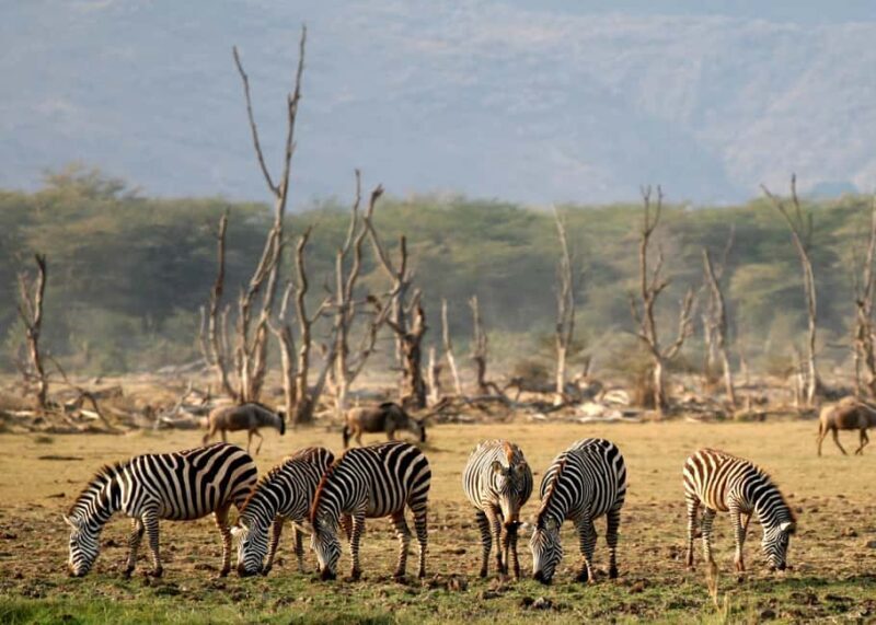 Dar es Salaam: 5-Day Selous and Mikumi National Park Tour - The Practical Side: What’s Included and What’s Not