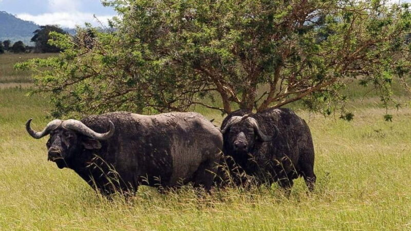 Dar es Salaam: 5-Day Southern Safari Escape - The Experience from Travelers’ Perspectives