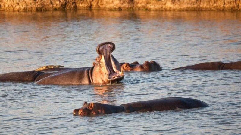 Dar es Salaam: 5-Day Southern Safari Escape - The Sum Up: Who Will Love This Safari?