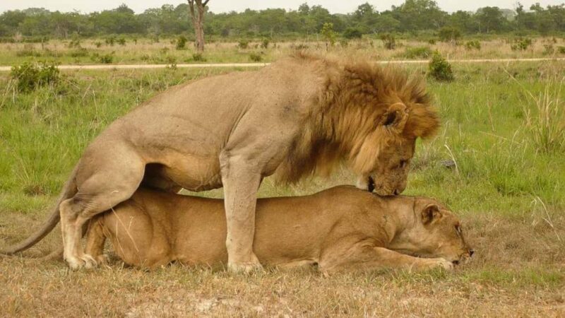 Dar es Salaam: 5-Day Southern Safari Escape - FAQ