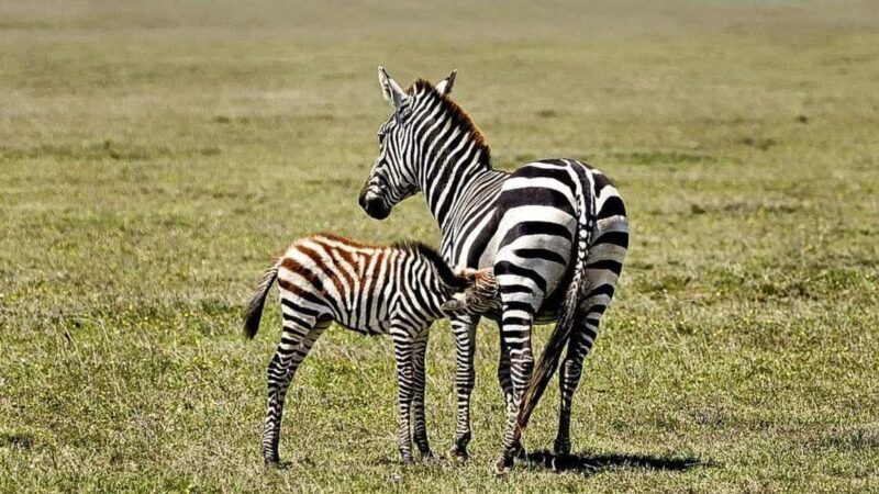 Dar es Salaam: 6-Day Ruaha & Mikumi National Park Safari - An In-Depth Look at the 6-Day Safari Experience
