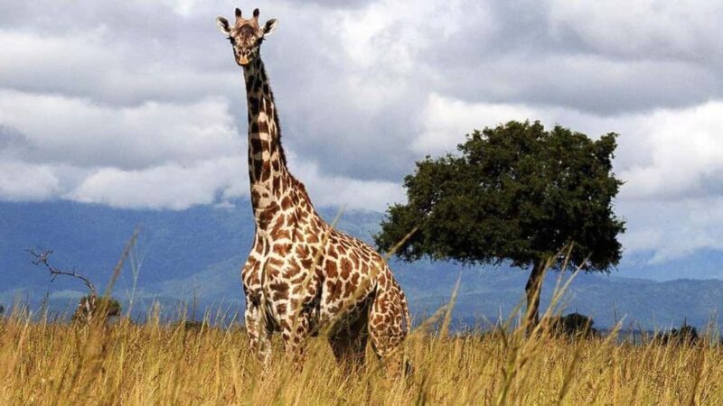 Dar es Salaam: 6-Day Ruaha & Mikumi National Park Safari - The Experience Provider: LORTA WEALTH EXPEDITION