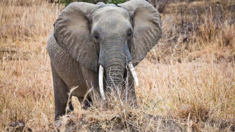 Dar es Salaam: 6-Day Ruaha & Mikumi National Park Safari - Who Should Consider This Tour?