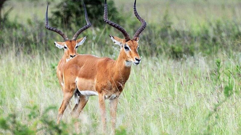 Dar es Salaam: 6-Day Ruaha & Mikumi National Park Safari - Final Thoughts