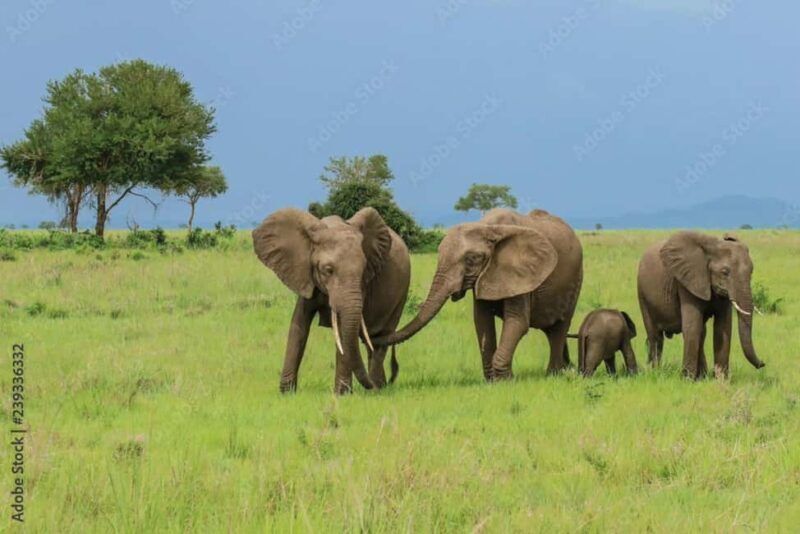 Dar es Salaam: City Highlights Tour with Local Guide - Who Should Consider This Tour?