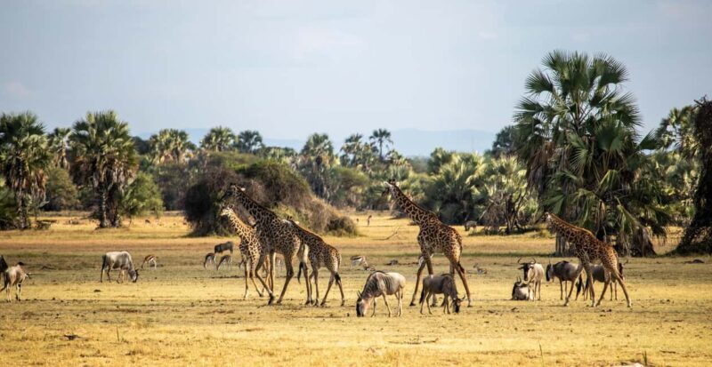 Dar es Salaam: City tour - Key Points
