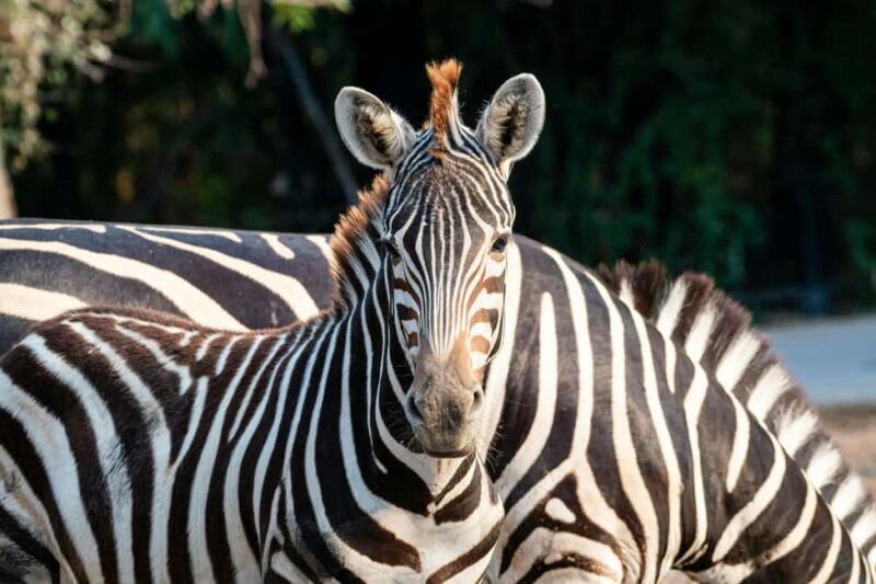 Dar es Salaam: Day tour Mikumi national park safaris - How This Tour Stacks Up in Value