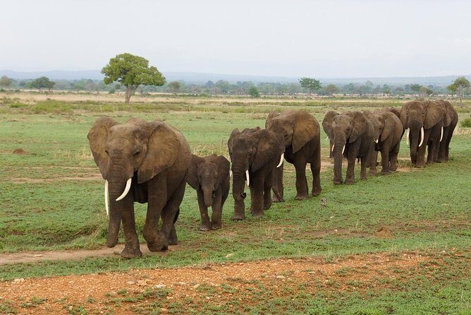 Dar Es Salaam: Day Trip Safari to Mikumi National Park by Train - Key Points