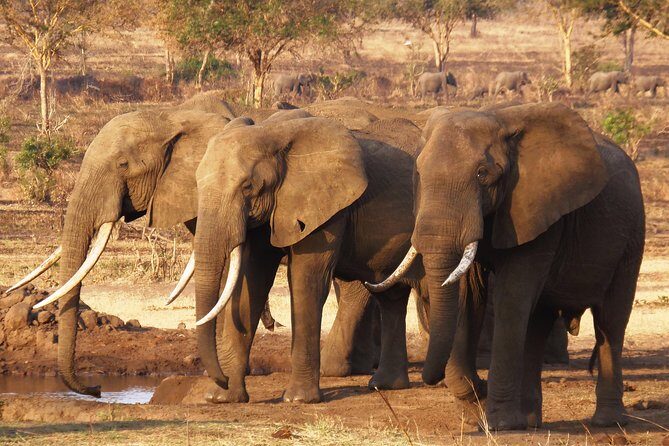 Dar Es Salaam: Day Trip Safari to Mikumi National Park by Train - What Makes This Tour Special
