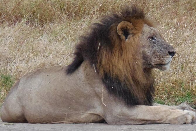 Dar Es Salaam: Day Trip Safari to Mikumi National Park by Train - The Long Drive: A Notable Consideration