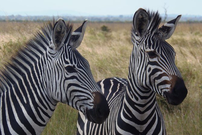 Dar Es Salaam: Day Trip Safari to Mikumi National Park by Train - Reviews and Real Experiences