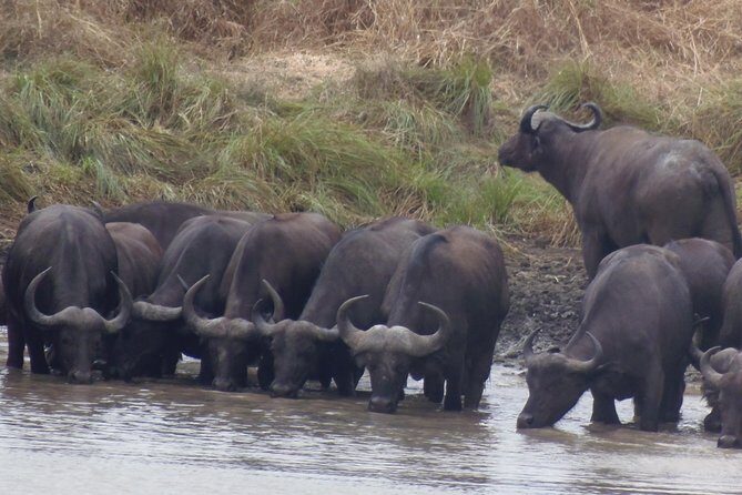 Dar Es Salaam: Day Trip Safari to Mikumi National Park by Train - Final Thoughts