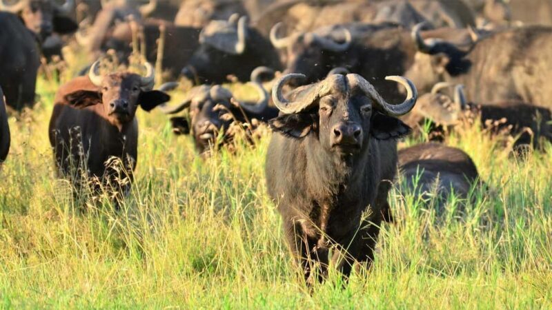 Dar es Salaam: Day Trip to Mikumi National Park - Detailed Analysis of the Experience
