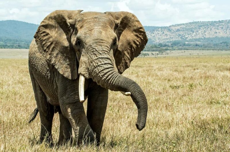 Dar es Salaam: Mikumi National Park 2-Day Train Tour - Key Points
