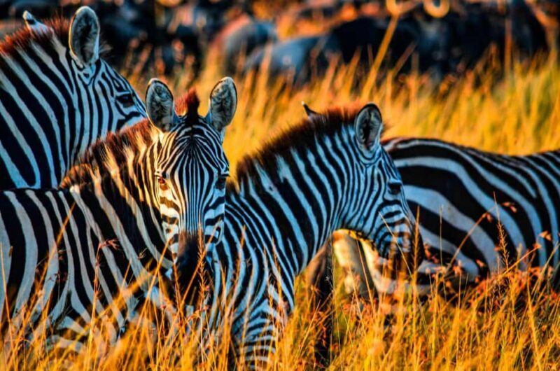 Dar es Salaam: Mikumi National Park 2-Day Train Tour - What’s Included and What To Keep in Mind