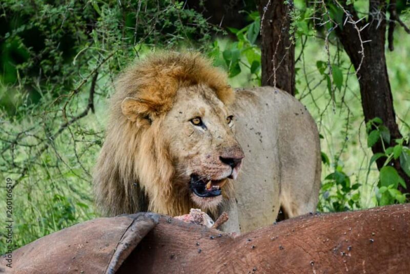 Dar es Salaam: Mikumi National Park 2-Day Train Tour - The Experience from a Traveler’s Perspective