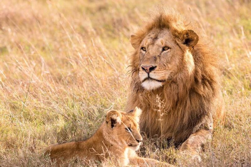 Dar es Salaam: Mikumi National Park 2 days with pick Up - Why Choose This Tour? An In-Depth Look