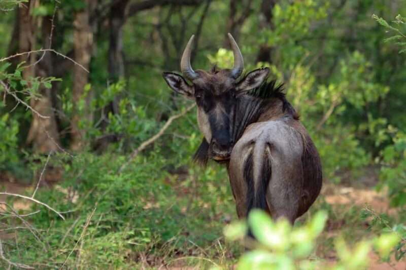 Dar es Salaam: Mikumi National Park 2 days with pick Up - The Experience from a Traveler’s Perspective