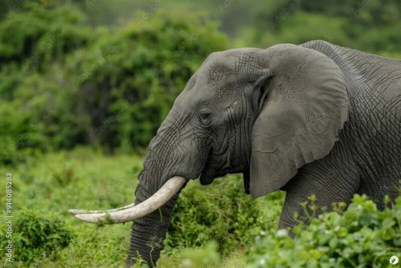 Dar es Salaam: Mikumi National Park 3-Day Safari by Train - The Scenic Journey to Mikumi: Starting in Dar es Salaam