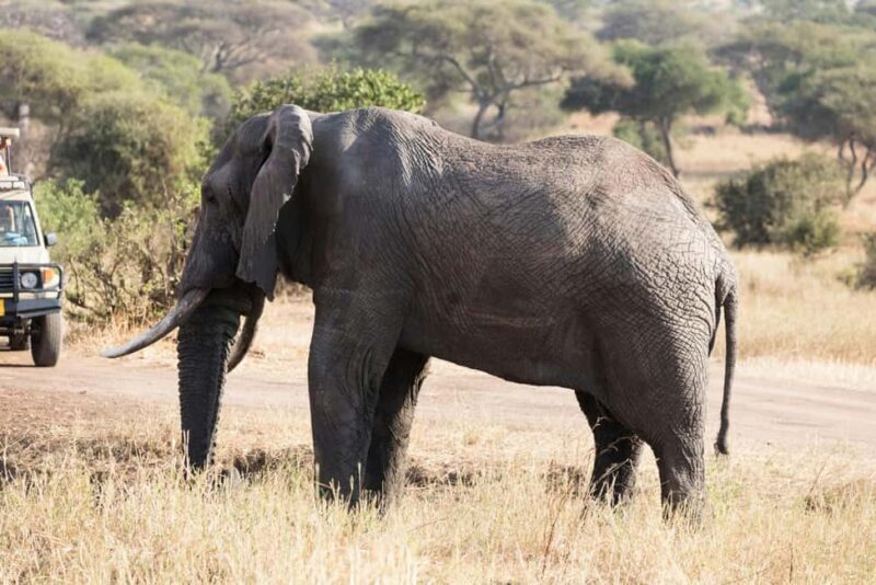 Dar es Salaam: Mikumi National Park 3-Day Safari by Train - The Return Journey: Reflecting on a Memorable Trip