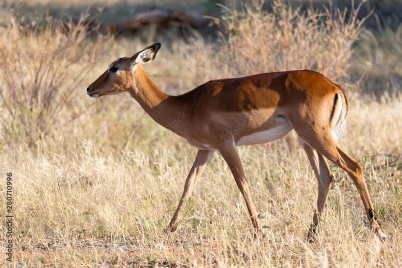 Dar es Salaam: Mikumi National Park 3-Day Safari by Train - Analyzing the Value