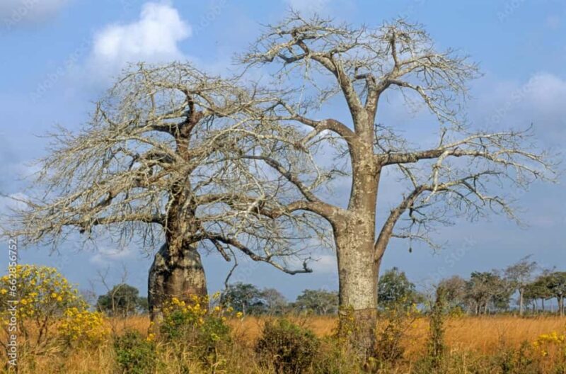 Dar es Salaam: Mikumi National Park 3-Day Safari by Train - FAQ