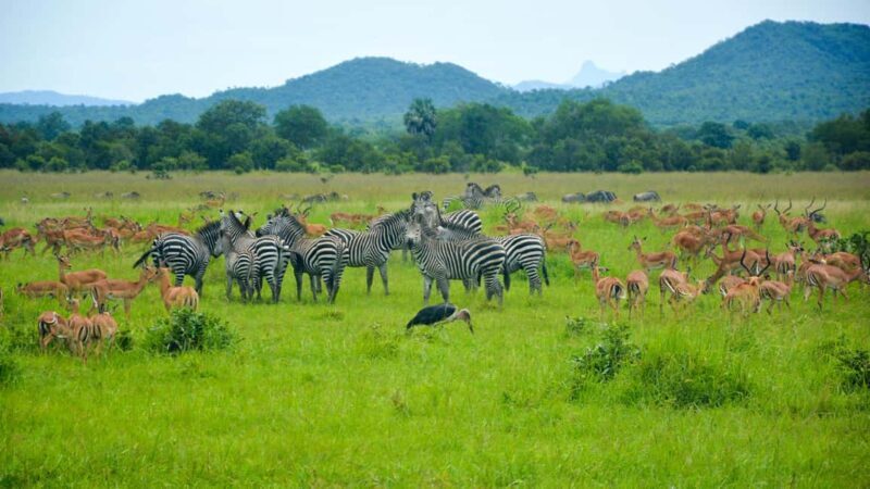 Dar es Salaam: Mikumi National Park 3-Day Safari Tour - Key Points