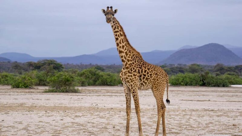Dar es Salaam: Mikumi National Park Day Trip with Lunch - Final Thoughts
