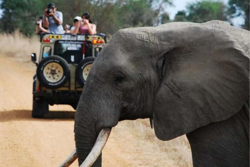Dar es Salaam: Mikumi National Park Day Trip with Train Ride - An In-Depth Look at the Mikumi Day Trip