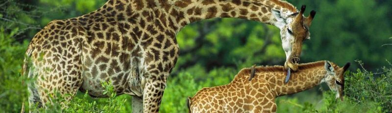 Dar es Salaam: Mikumi National Park Day Trip with Train Ride - The Value and Overall Experience